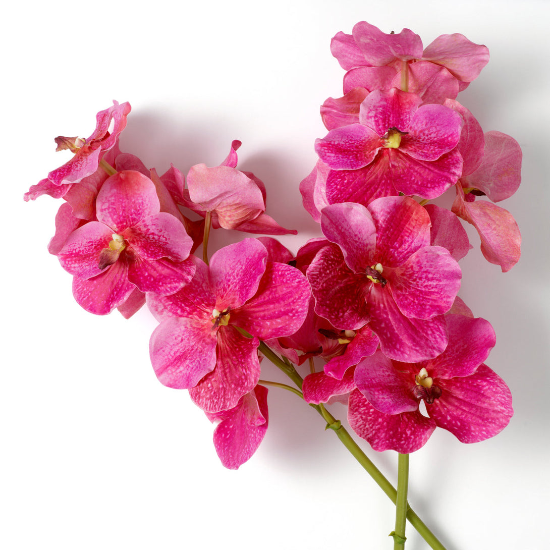 Bouquet Of Vanda Orchids Real Touch 24 Pcs Pink Tones Accessories Eichholtz