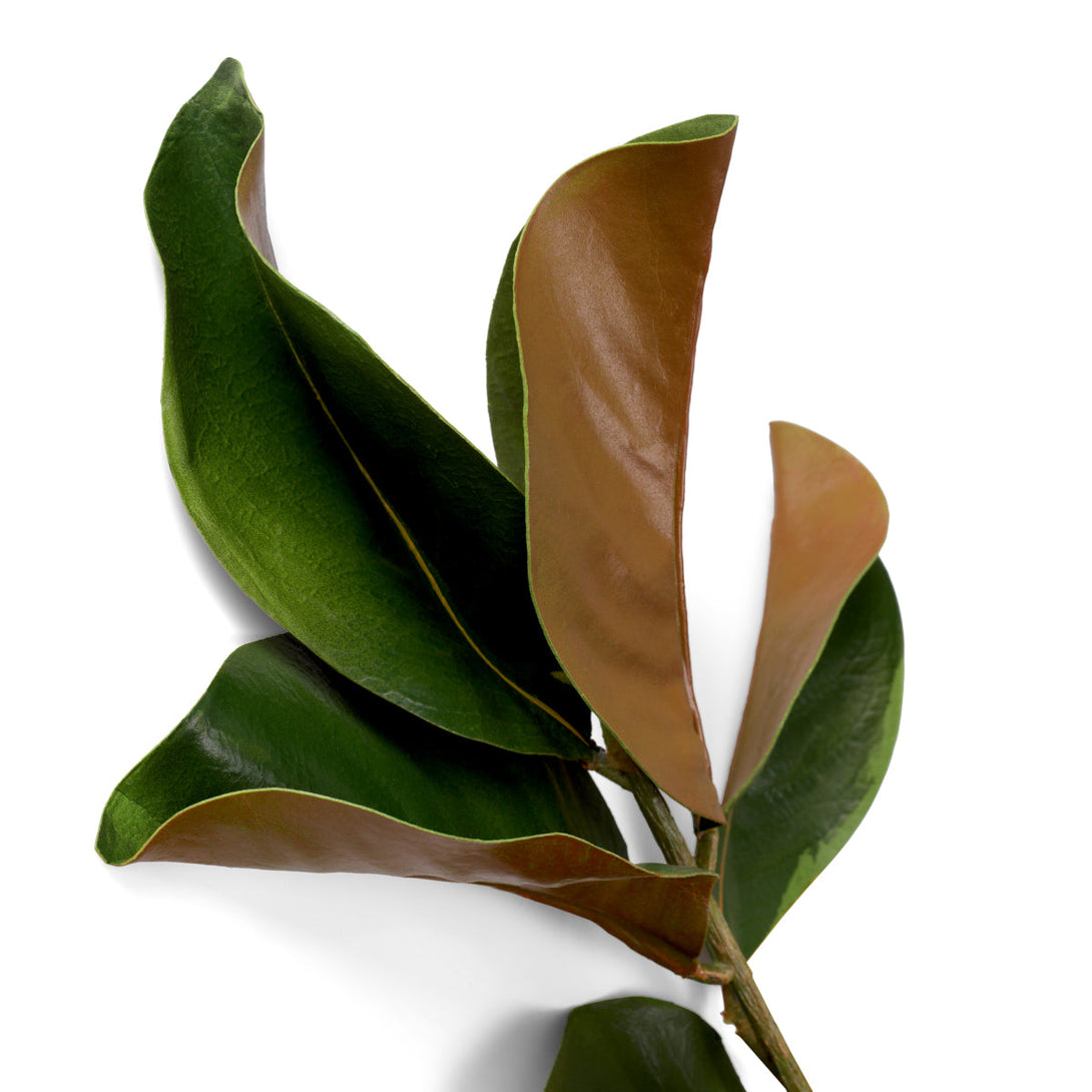 Bundle of Magnolia leaves 24 pcs Accessories Eichholtz